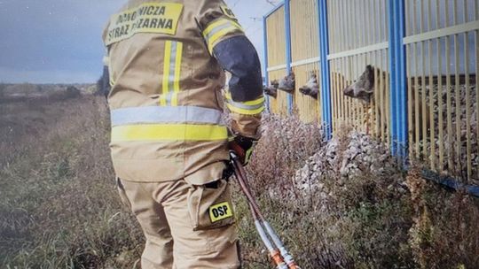 Próbował odebrać sobie życie. Śmiertelny wypadek na drodze. Dziki biegają po Gryfinie