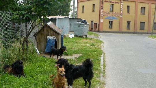 Problem z bezpańskimi psami Problem z bezpańskimi psami