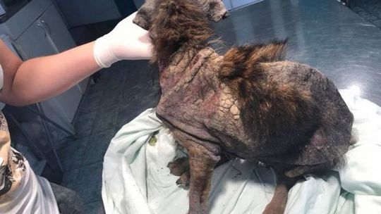 Proces w sprawie maltretowanej Szczotki 