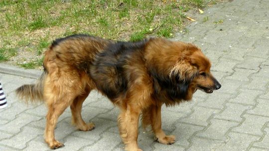 Prosimy o zaopiekowanie się psem