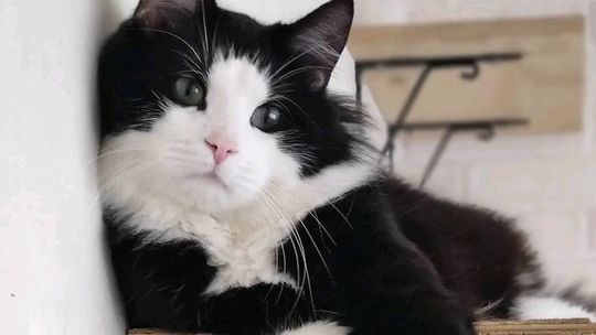 Proszę, pomóżcie odnaleźć Atencjusza! Proszę, pomóżcie odnaleźć Atencjusza!