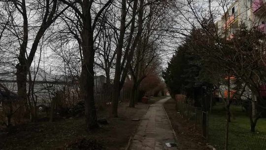 Protest przeciwko wycince drzew w Gryfinie