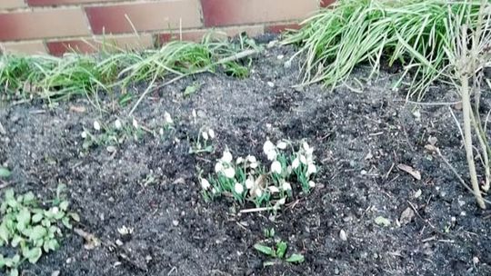 Przebiśniegi się przebiły. Nadchodzi wiosna?