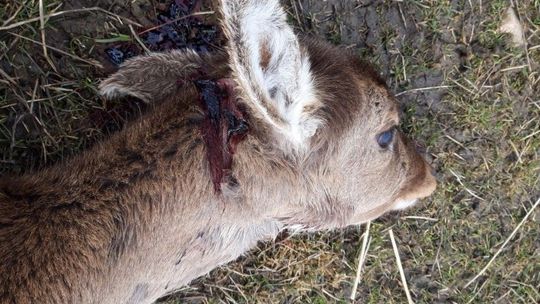 Przegryzały im krtanie. Wilki polowały w zagrodzie