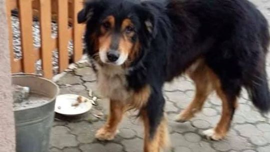 Przepędzany przez jednych, dokarmiany przez innych. Znajdźmy mu nowy dom 