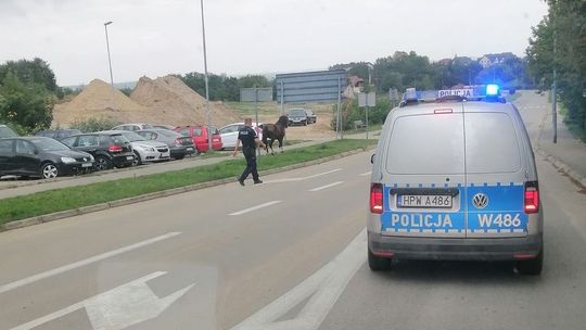 Przestraszony koń w centrum Gryfina