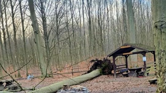 Przewróciło sie drzewo. Tu nie zaparkujesz Przewróciło sie drzewo. Tu nie zaparkujesz