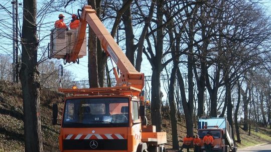 Przycinają drzewa w mieście