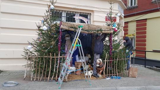 Przygotowują bożonarodzeniową szopkę