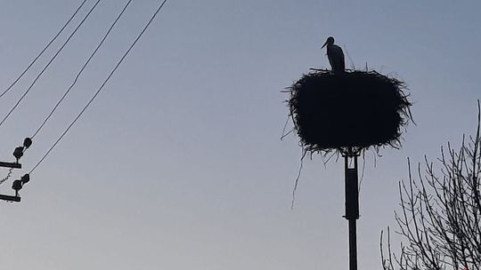 Przyleciał bocian. Teraz czeka na swoją partnerkę