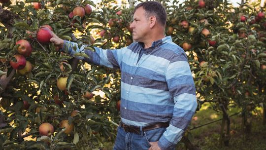 Dramat polskich sadowników. Owoce będą rekordowo drogie przez gigantyczne straty po mrozach