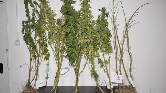 Przyznał się do większej ilości konopi niż znaleziono