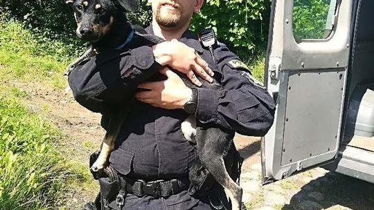 Psiak od kilku dni pozostał sam bez wody i pożywienia