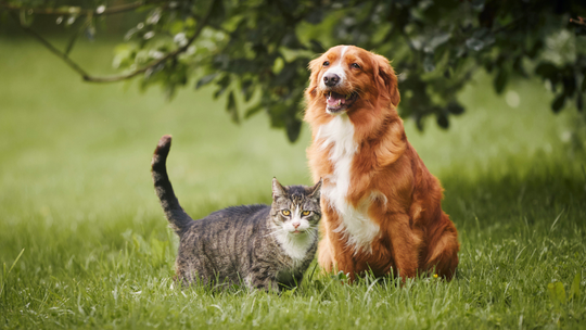 PESEL dla psów i kotów. Rozporządzenie komisji Europejskiej