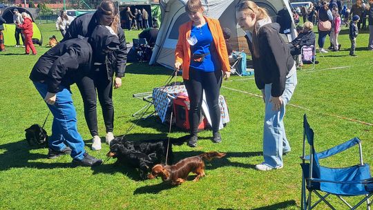 Psy myśliwskie w Gryfinie. IV Krajowa Wystawa i widowiskowy bieg jamników na obiektach sportowych