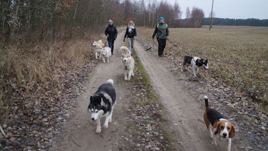 Psy również kwestują dla WOŚP!