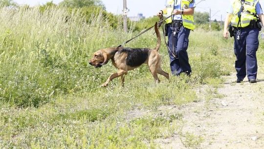 Psy tropiące z Niemiec szukają zaginionego pod Gryfinem Psy tropiące z Niemiec szukają zaginionego pod Gryfinem