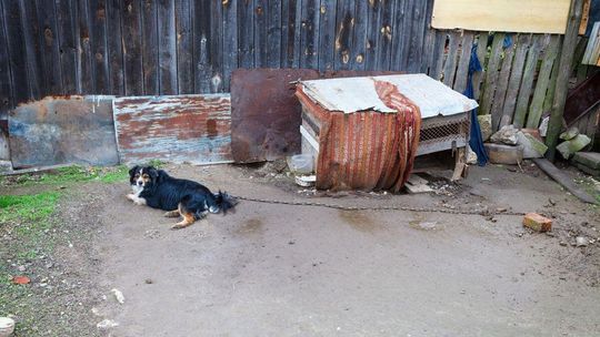 Psiaki zrzucą łańcuchy, ale nie każdemu się to podoba. Kontrowersje z kandydatem na premiera