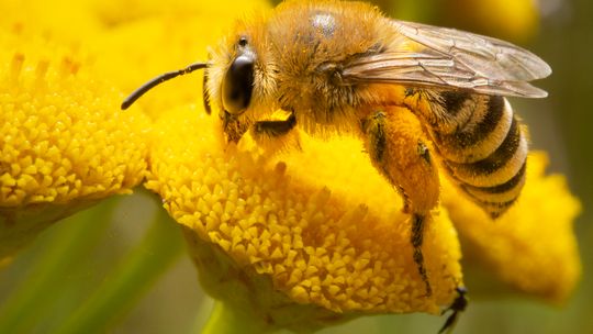 Pszczelarze będą świętować