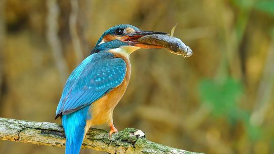 Ptasie gwiazdy Doliny Dolnej Odry. Jak skutecznie zaplanować birdwatching na Międzyodrzu