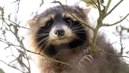 Puchate, ale groźne. Inwazyjne gatunki obce w okolicach Gryfina i Widuchowej
