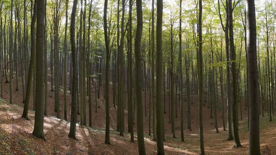 Puszcza Bukowa – między kulturą, a naturą