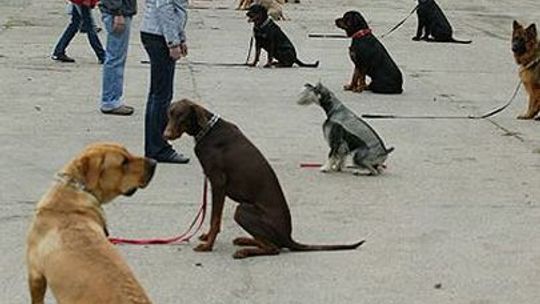 Rajd dogtrekkingowy „Orientuj się z psem”