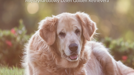 Rasa, która zadziwia. Rola jaką odgrywają w naszym życiu