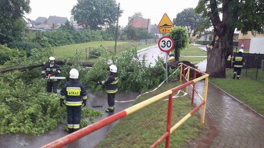 Ratowali sokoła, usuwali powalone drzewa