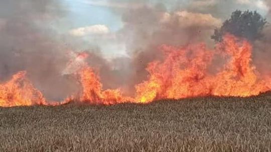 Ratowali zboże przed całkowitym spaleniem