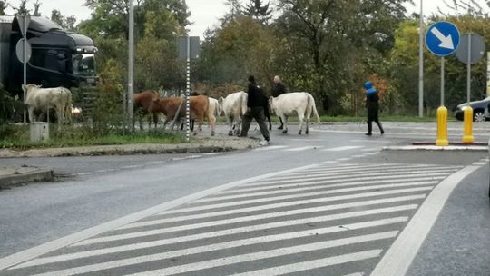 Rodeo na rondzie? - list czytelnika