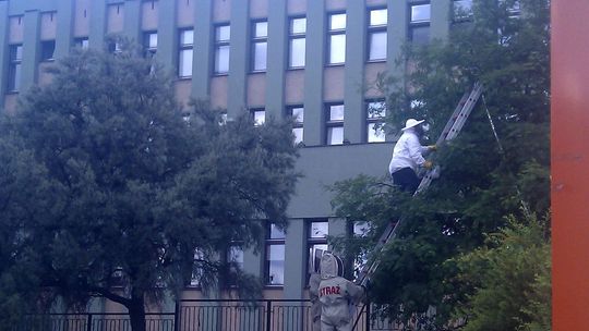 Rój pszczół zaatakował starostwo