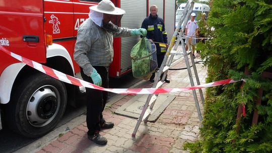 Rój pszczól zagroził matce z dzieckiem