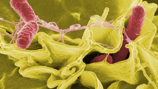 Rośnie liczba dzieci zakażonych salmonellą w żłobku i przedszkolu w Gryfinie