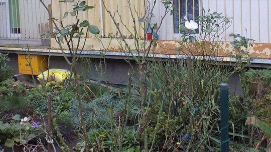 Róża kwitnie w grudniu!