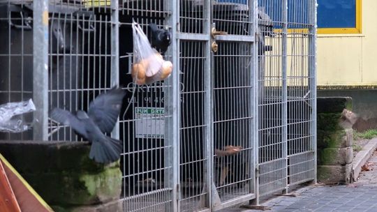 Rozdziobią kruki i…kawki 