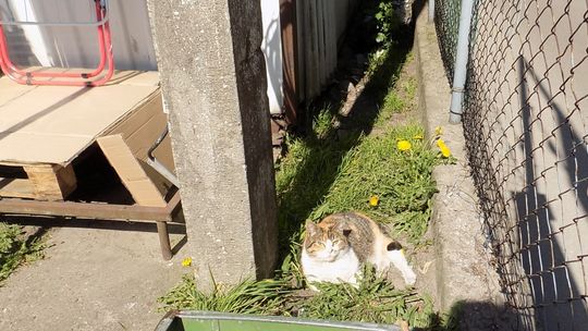 Rozłożyli trutkę Rozłożyli trutkę