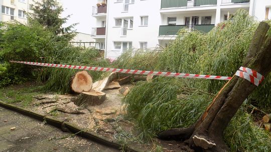 Runęła, a mogła jeszcze rosnąć