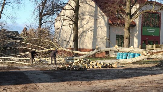 Runęło potężne drzewo Runęło potężne drzewo