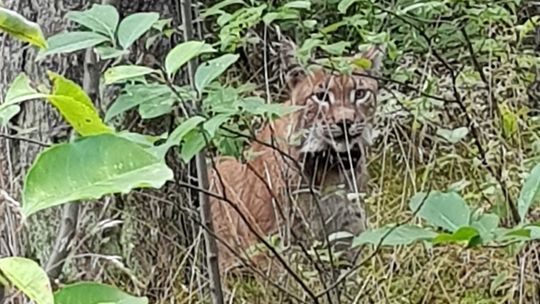 Rysie polubiły nasze lasy. Zenek czuje się tu znakomicie [FOTO, WIDEO]