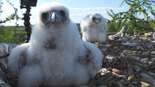 Rzadkość w skali kraju! Gniazdo sokoła w nietypowym miejscu