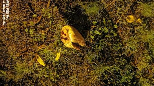 Rzucają mięsem. Aż serce pęka