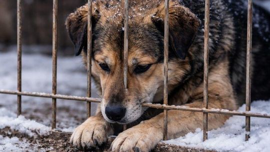 Przeprowadzili kontrole w schroniskach dla zwierząt. Wstępne wyniki
