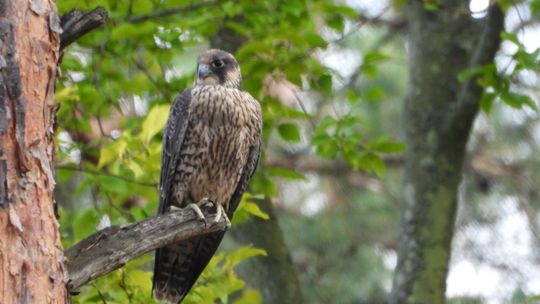 Są wyniki obserwacji sokołów wędrownych Są wyniki obserwacji sokołów wędrownych
