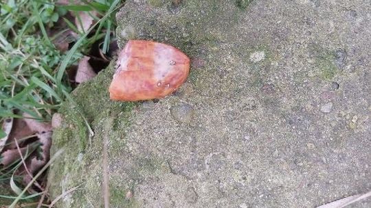 Sadysta porozrzucał kiełbasę ze szpilkami