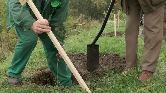Sadzą drzewa dzieciom, ale nie poinformowali gdzie. Gryfińska wtopa z akcją „Jedno dziecko-jedno drzewo”