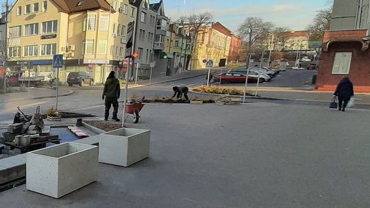 Sadzą krzewy i wstawiają ławki. Przedświąteczne Gryfino