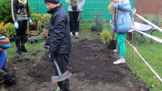 Sadzą ozdobne krzewy w całej gminie