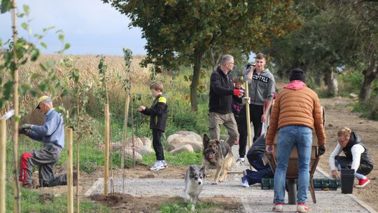 Sadzili drzewka, mocowali budki. Powstaje ścieżka spacerowa "Aleja Jabłoniowa" [FOTO]