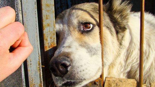 Schroniska są rakarniami? Czy kontrole zmienią sytuację?